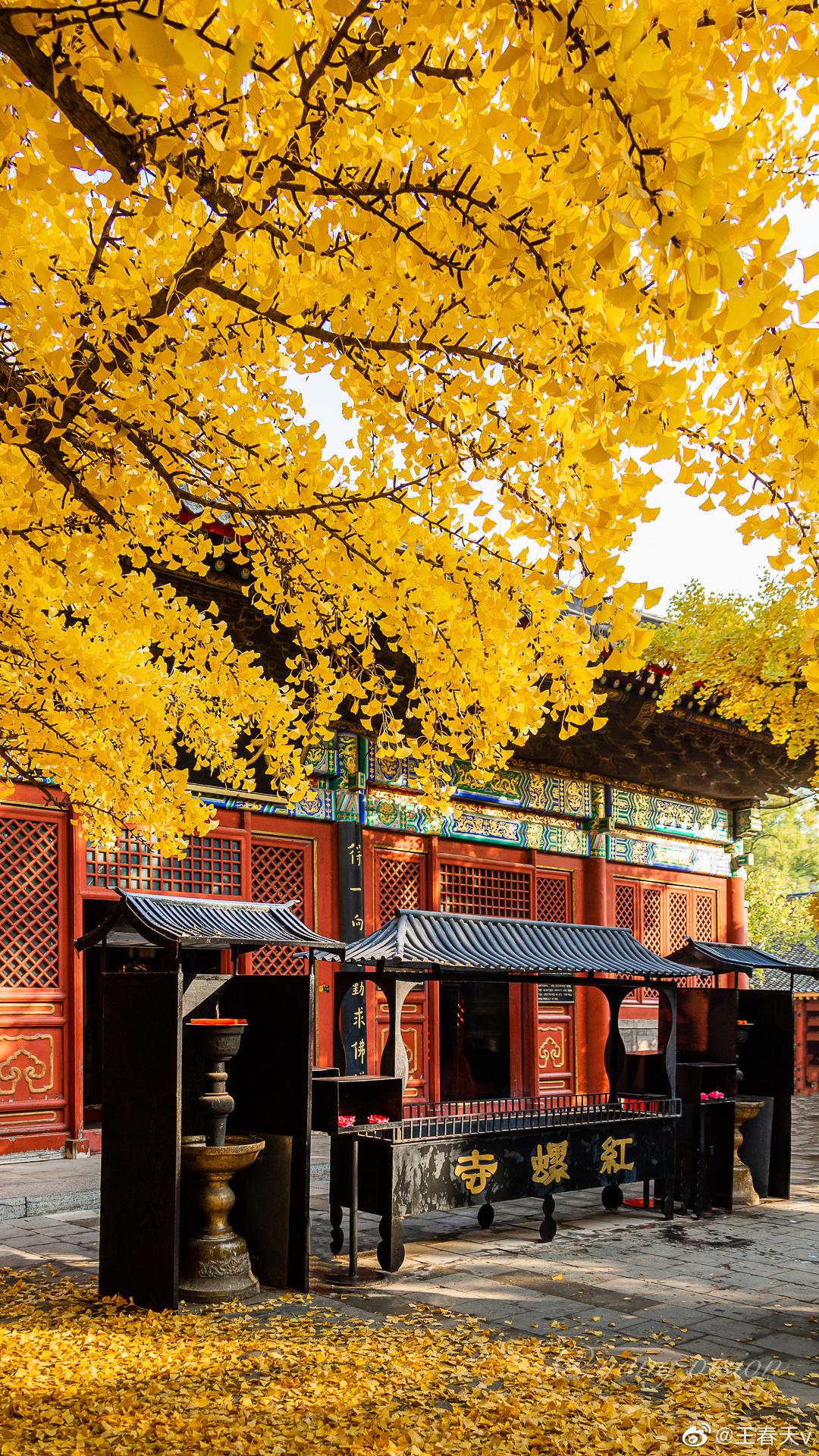 秋分,寺庙落叶纷纷_高清图集_新浪网