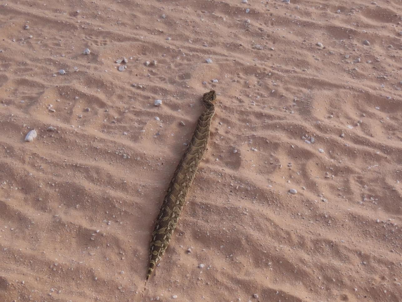 鼓腹咝蝰douglasdefty拍摄于南非开普敦