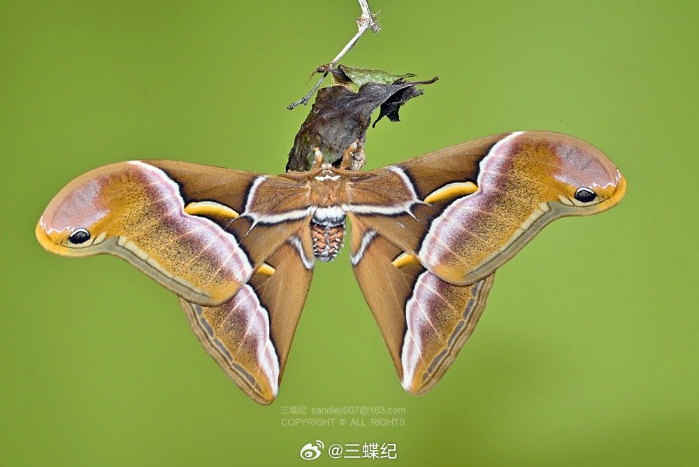 王氏樗蚕蛾羽化～翅面放大是刺绣一样的质感