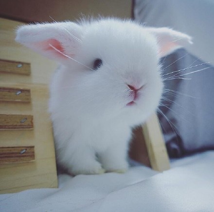 小白兔