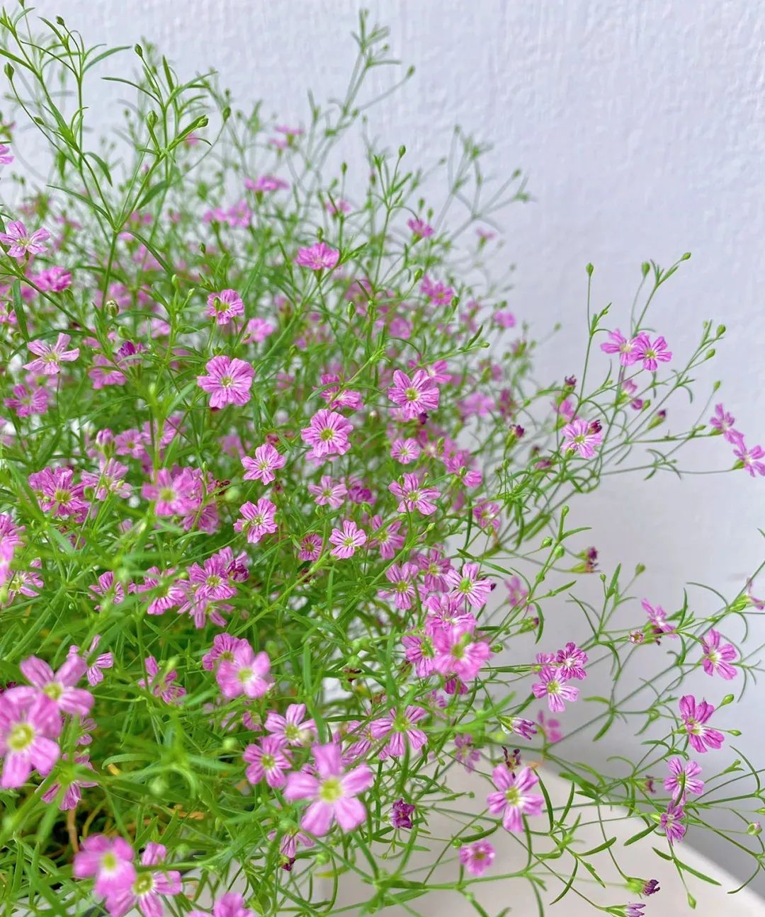 【养花记】这几种花开如满天繁星的花,是花园里的秘密小惊喜__财经