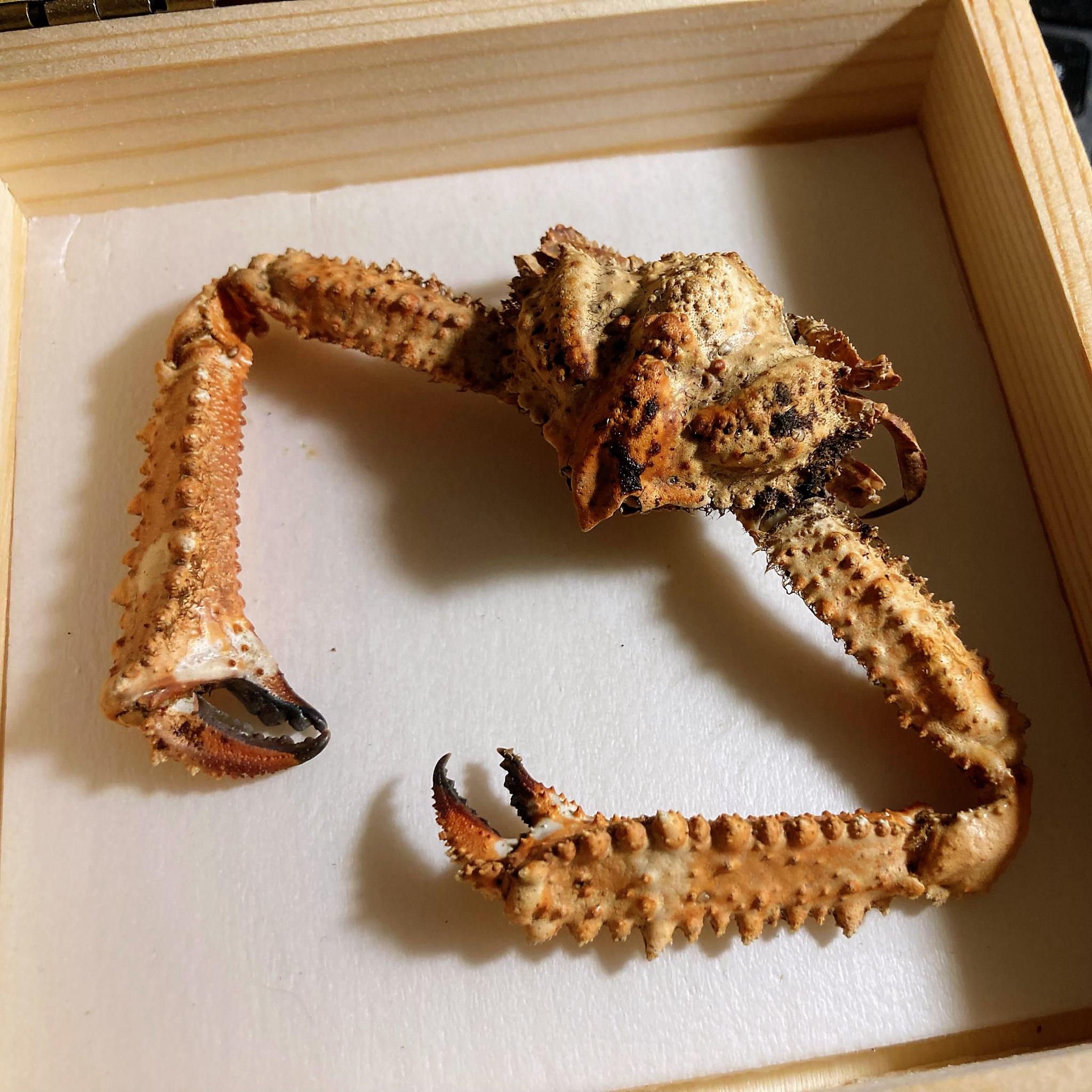 强壮武装紧握蟹parthenope validus_高清图集_新浪网