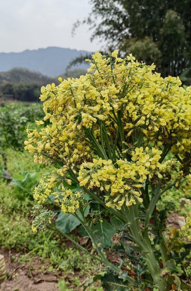 你吃过花菜,但是花菜开的花你见过吗?_高清图集_新浪网