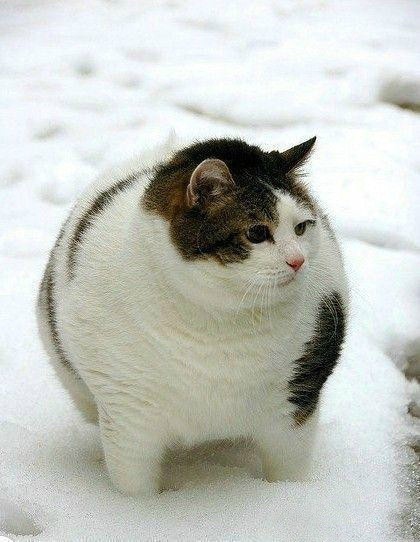 纵然虎背熊腰,也要高冷傲娇