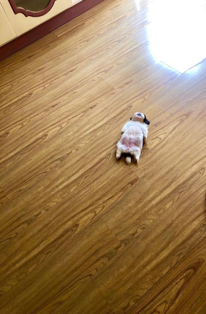 这只叫做paningning的狗子总是喜欢四仰八叉地躺着睡觉