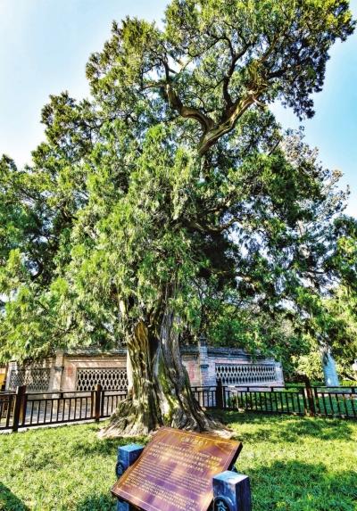 5株5000岁古树为何都在陕西休闲区蓝鸢梦想 - Www.slyday.coM 5株5000岁古树为何都在陕西休闲区蓝鸢梦想 - Www.slyday.coM