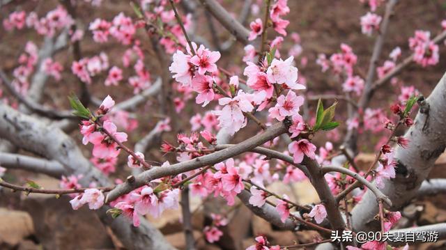 90夫妻自驾山东水蜜桃之乡，岱崮地貌真叫人称奇