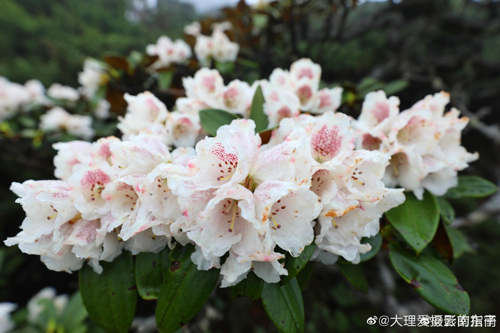 六月,大理苍山洗马潭,各色杜鹃花竞相绽放,置身花海