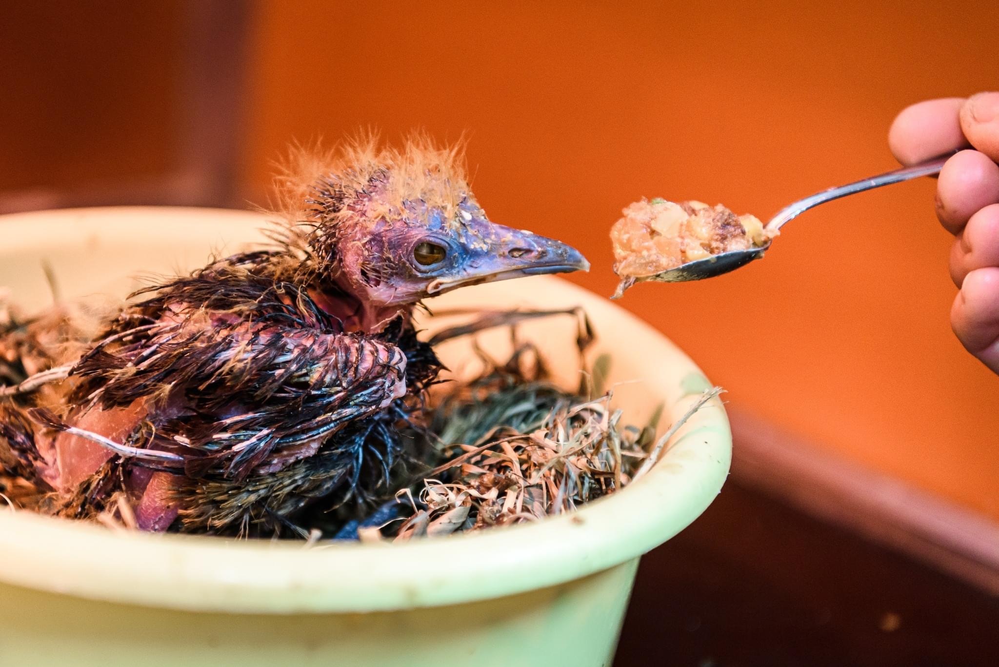 三色伞鸟perissocephalus tricolor_高清图集_新浪网