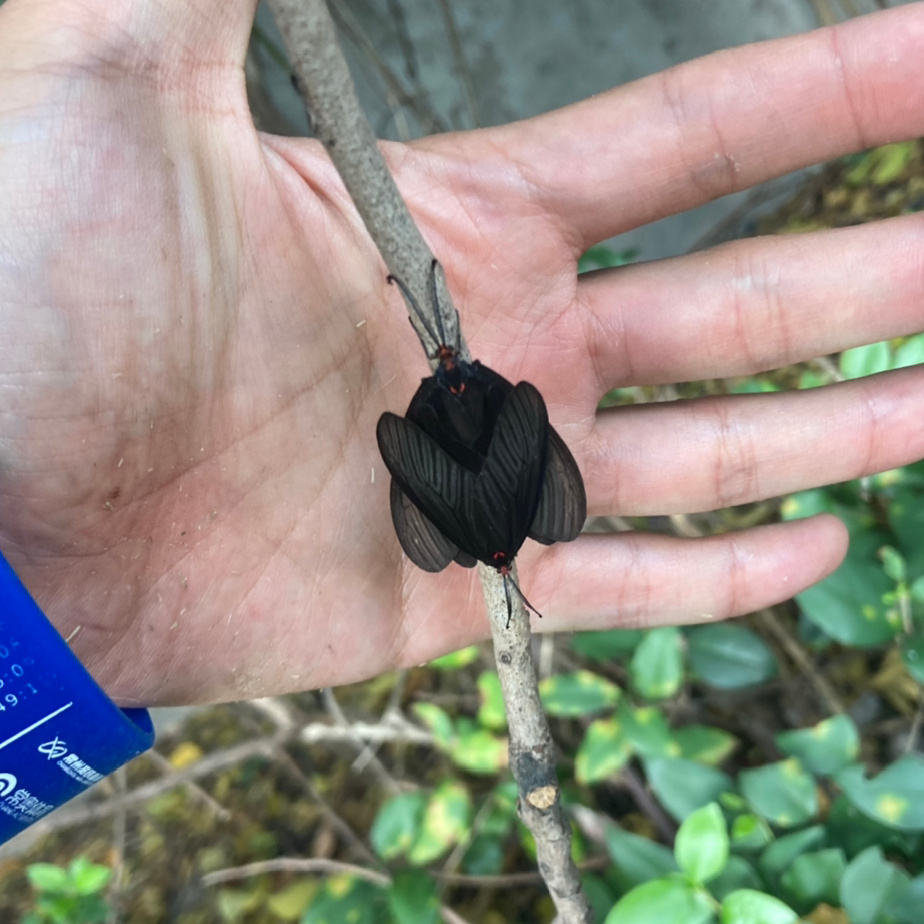 重阳木锦斑蛾histia rhodope_高清图集_新浪网