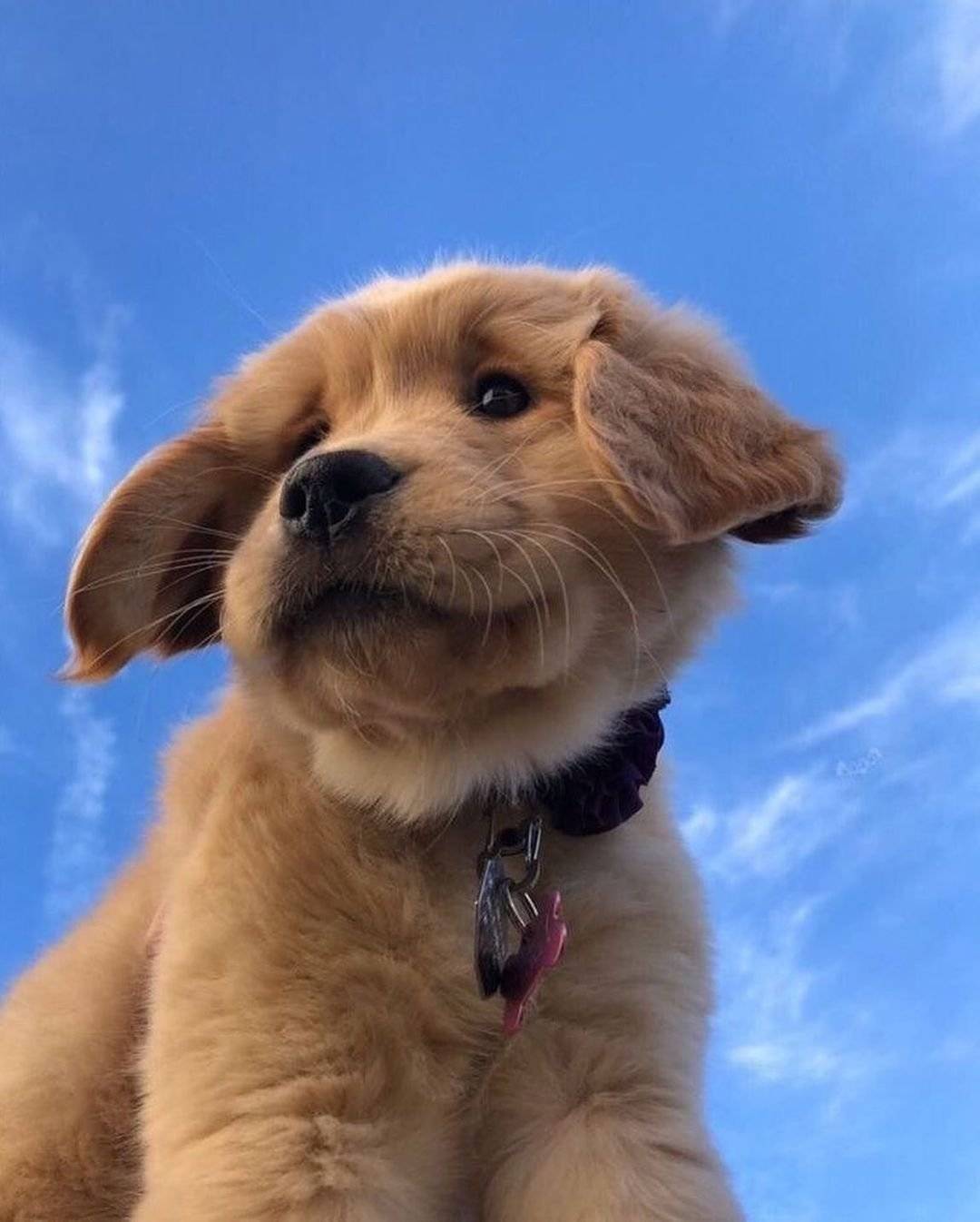 俯视视角的狗狗大赏