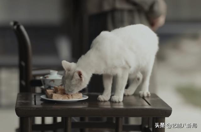 《当家主母》被指杀猫？猫猫演技过于逼真？网友要求剧组正面回应休闲区蓝鸢梦想 - Www.slyday.coM