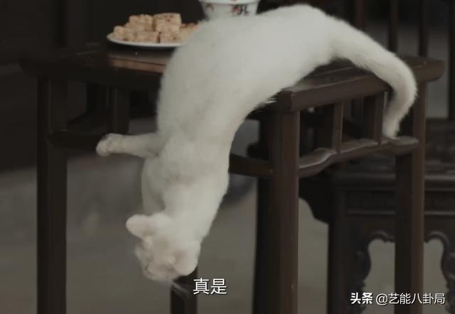 《当家主母》被指杀猫？猫猫演技过于逼真？网友要求剧组正面回应休闲区蓝鸢梦想 - Www.slyday.coM