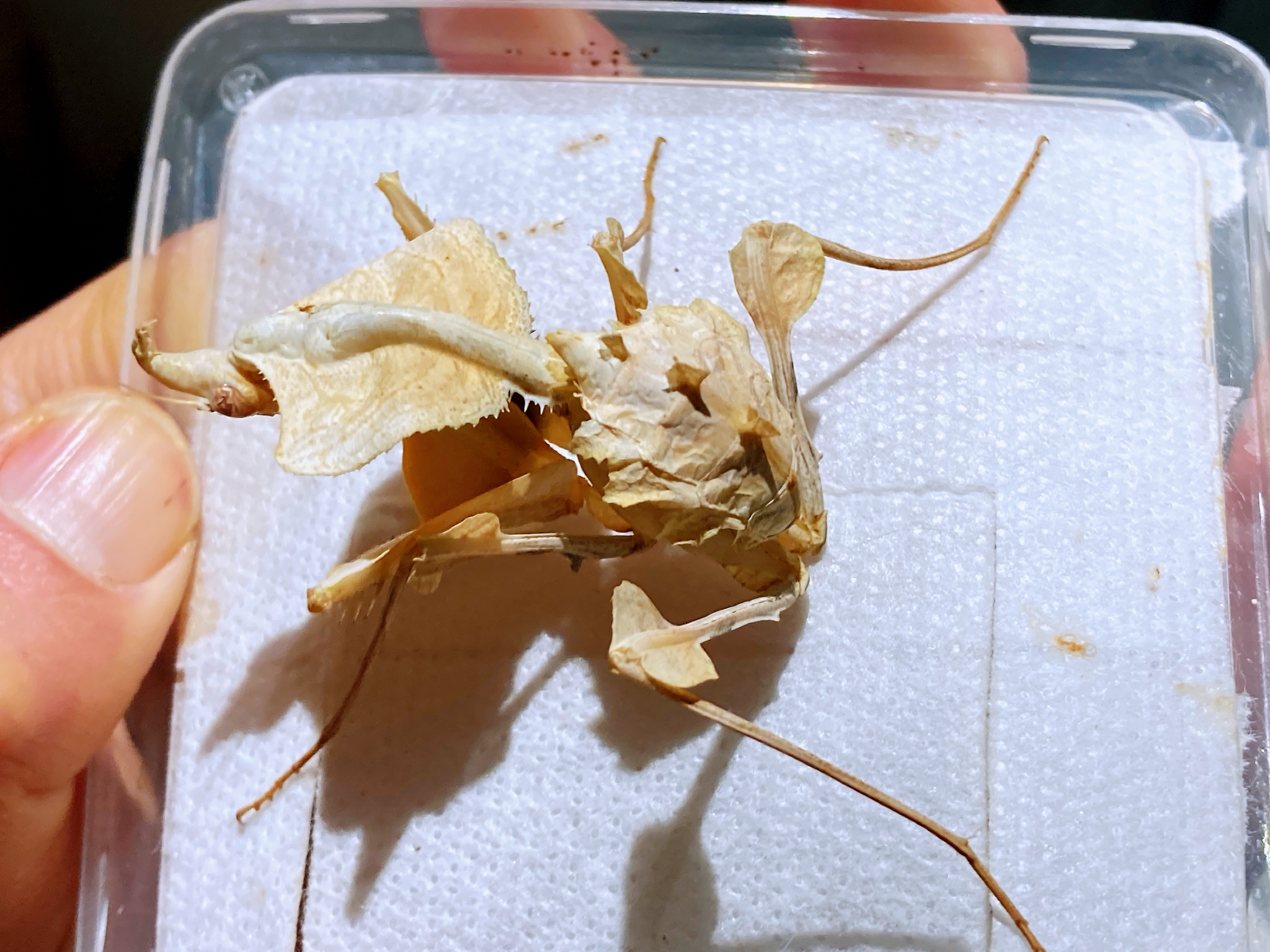大魔花螳螂!太帅了,有种星际争霸里zerg刺蛇的既视感!