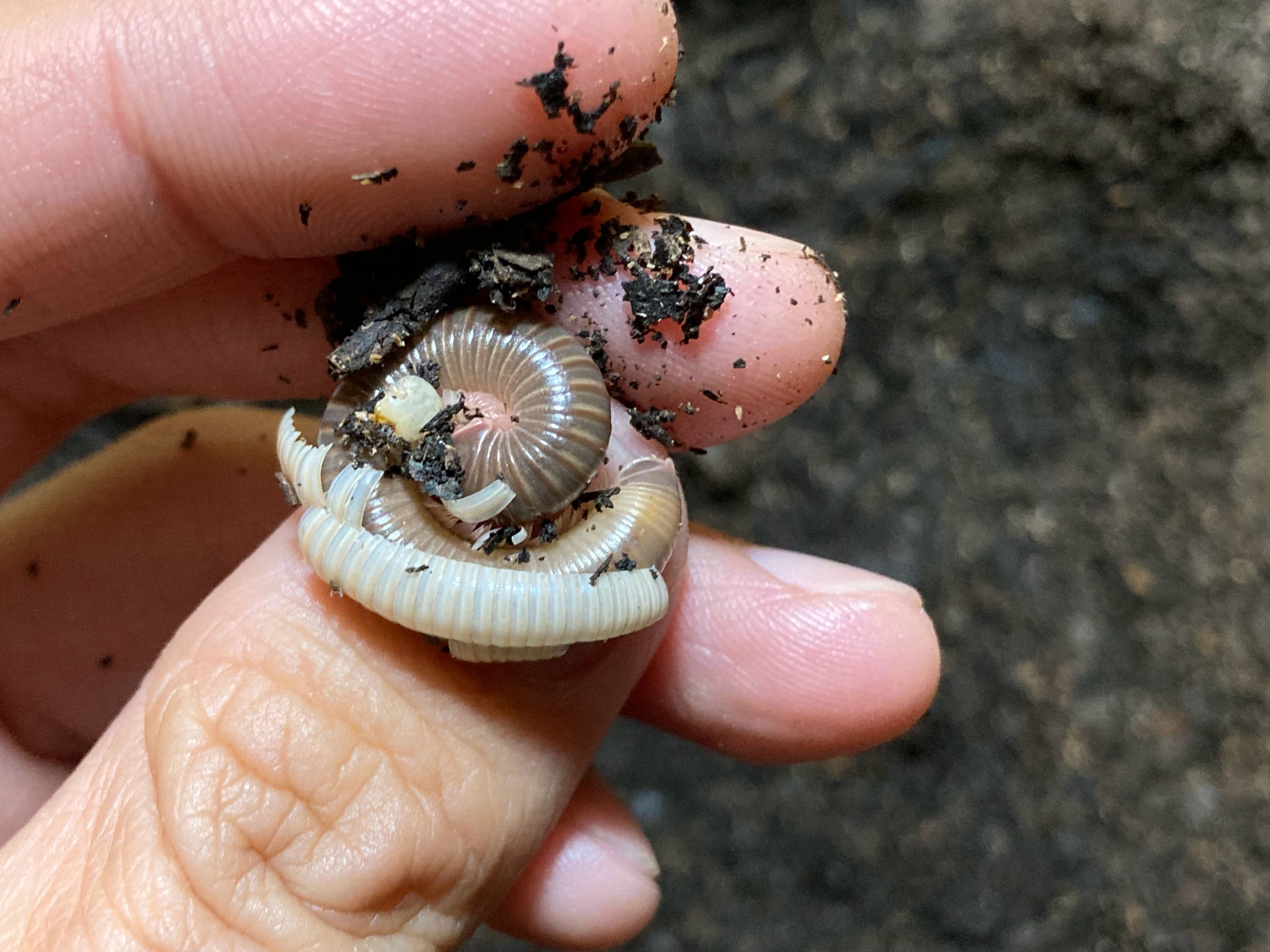彩虹马陆蜕壳,一开始我以为土里长蘑菇了 ,它们就像沙鲁……__财经