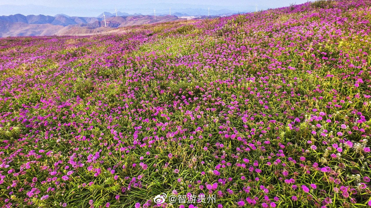 时下,赫章韭菜坪景区漫山遍野的万亩野生韭菜花相继盛开