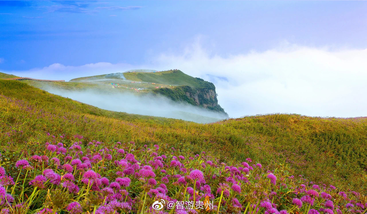 时下,赫章韭菜坪景区漫山遍野的万亩野生韭菜花相继盛开