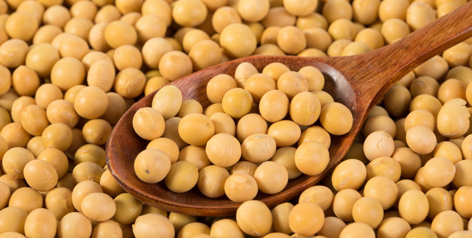 大豆|黄豆|有机肥_新浪新闻