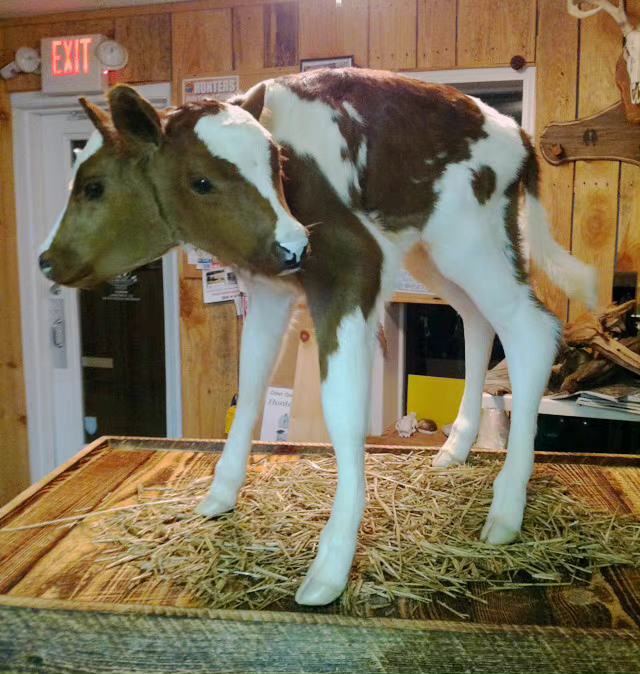 晚上查了很久一则关于双头牛的故事(图1-2)……__财经头条