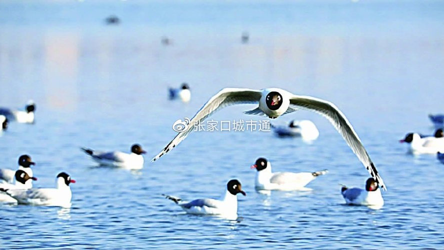 康保优质seo排名系统