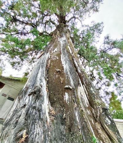 5株5000岁古树为何都在陕西休闲区蓝鸢梦想 - Www.slyday.coM 5株5000岁古树为何都在陕西休闲区蓝鸢梦想 - Www.slyday.coM