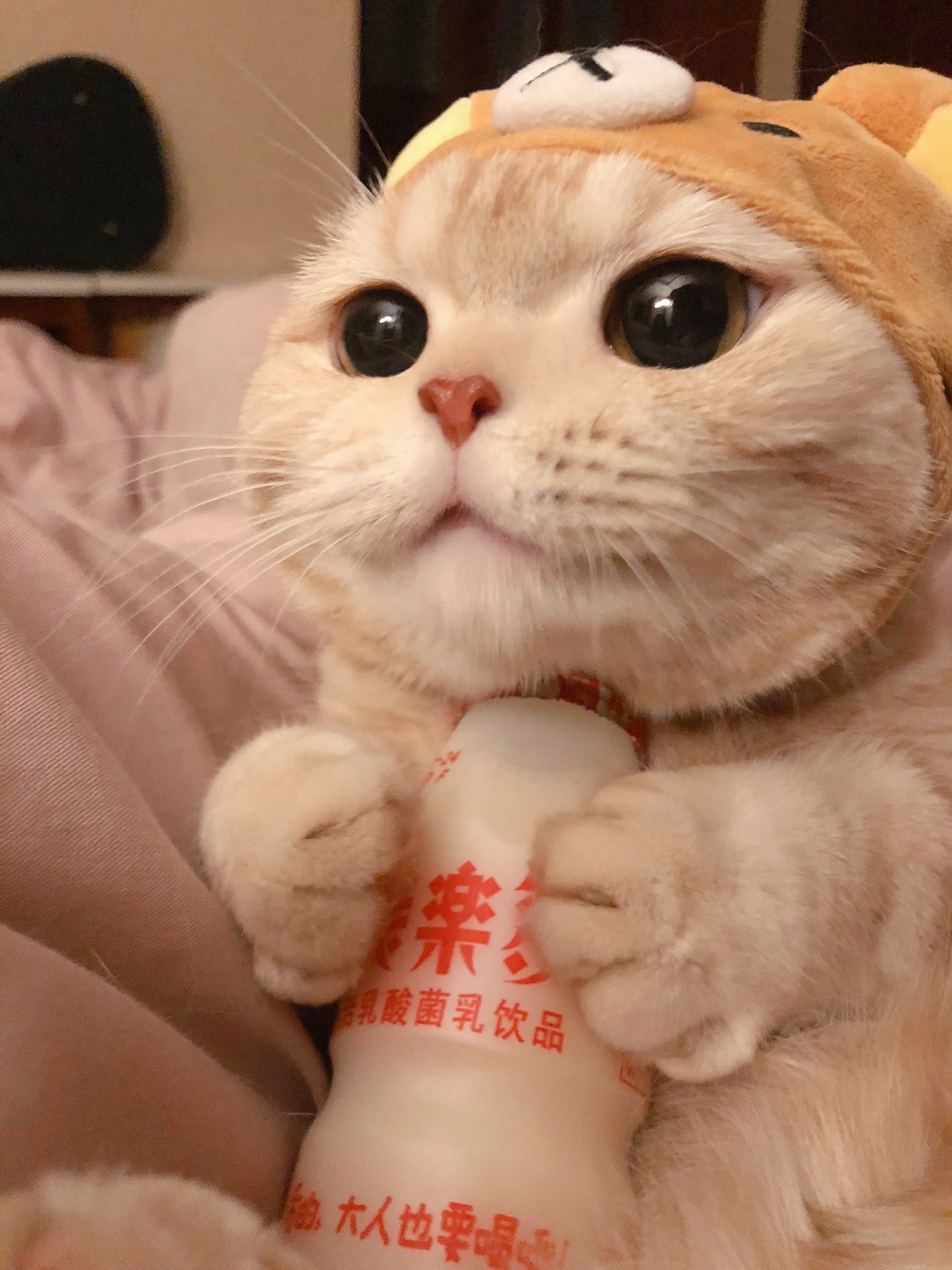 养乐多喵_高清图集_新浪网