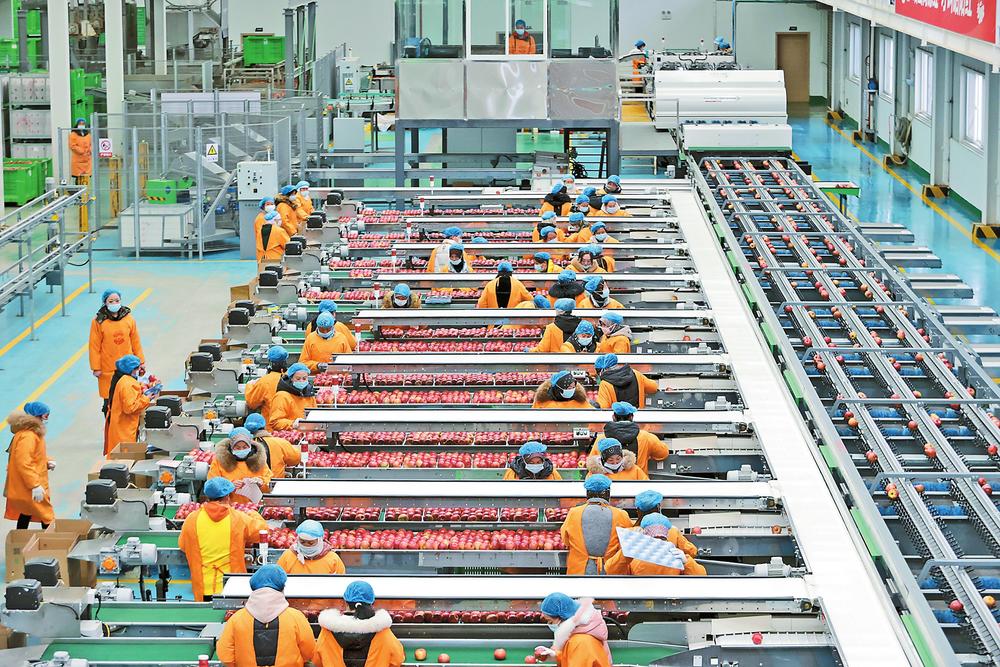 昭通苹果有证号冷链加工效率高