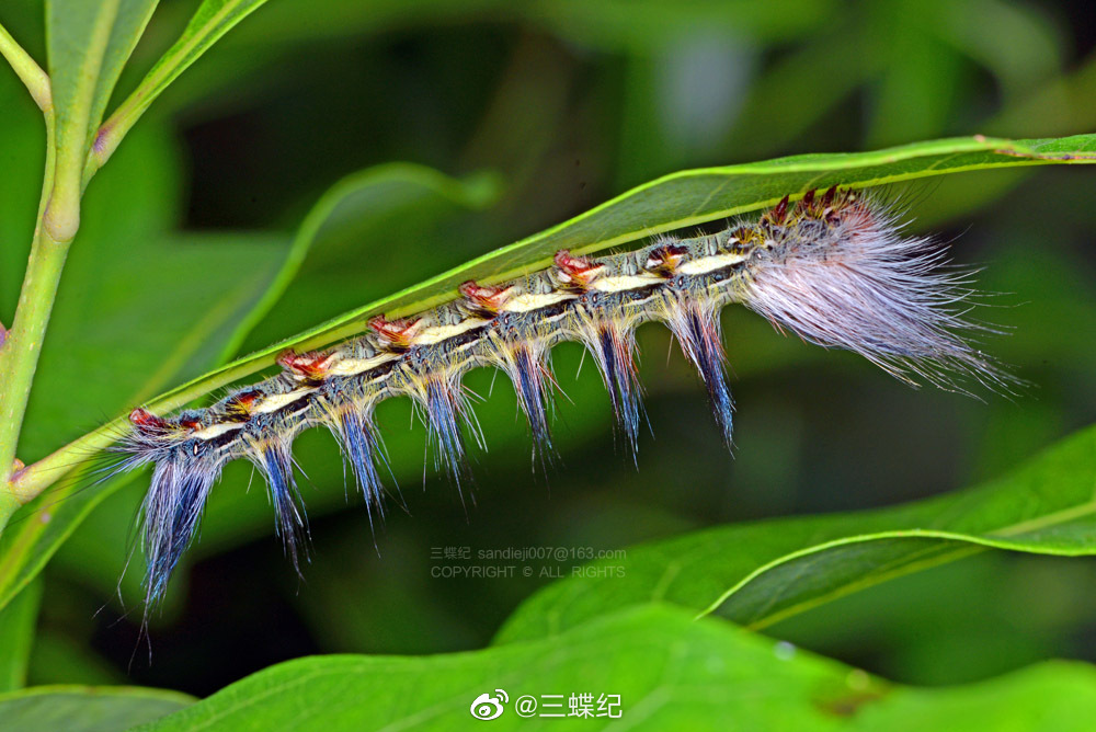 两种带蛾幼虫,拍摄于贵州茂兰自然保护区__财经头条