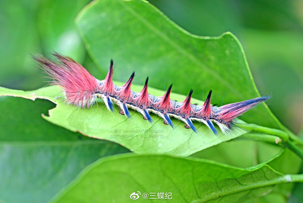 两种带蛾幼虫,拍摄于贵州茂兰自然保护区__财经头条