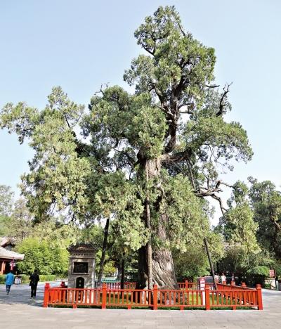 5株5000岁古树为何都在陕西休闲区蓝鸢梦想 - Www.slyday.coM 5株5000岁古树为何都在陕西休闲区蓝鸢梦想 - Www.slyday.coM