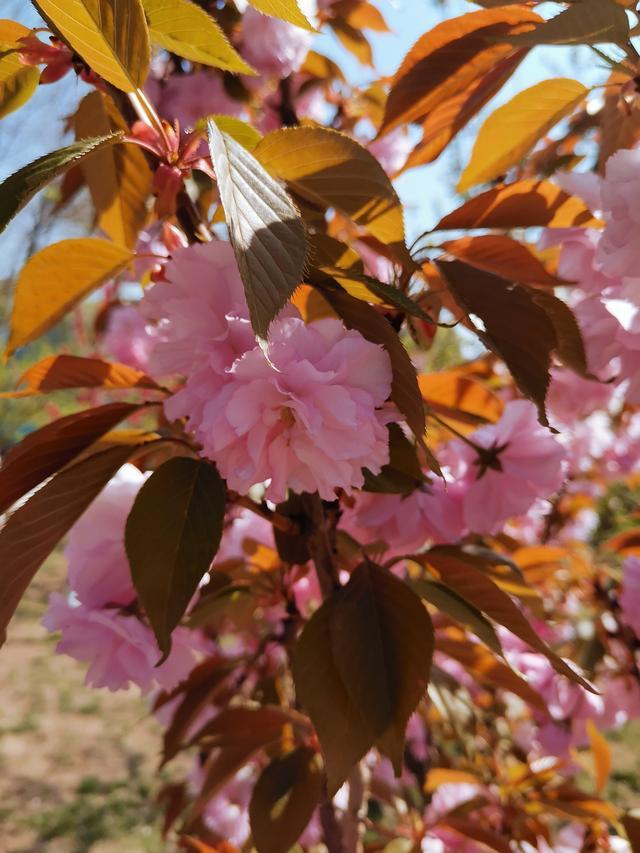 红楼梦语|香菱:命运给我以痛,我还生活以歌