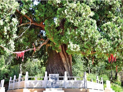 5株5000岁古树为何都在陕西休闲区蓝鸢梦想 - Www.slyday.coM 5株5000岁古树为何都在陕西休闲区蓝鸢梦想 - Www.slyday.coM