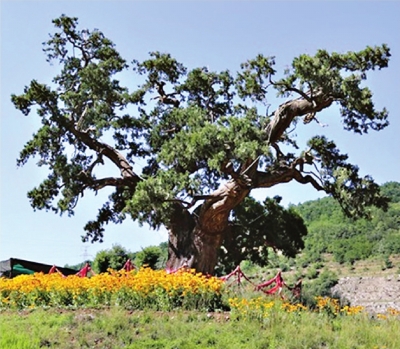 5株5000岁古树为何都在陕西休闲区蓝鸢梦想 - Www.slyday.coM 5株5000岁古树为何都在陕西休闲区蓝鸢梦想 - Www.slyday.coM