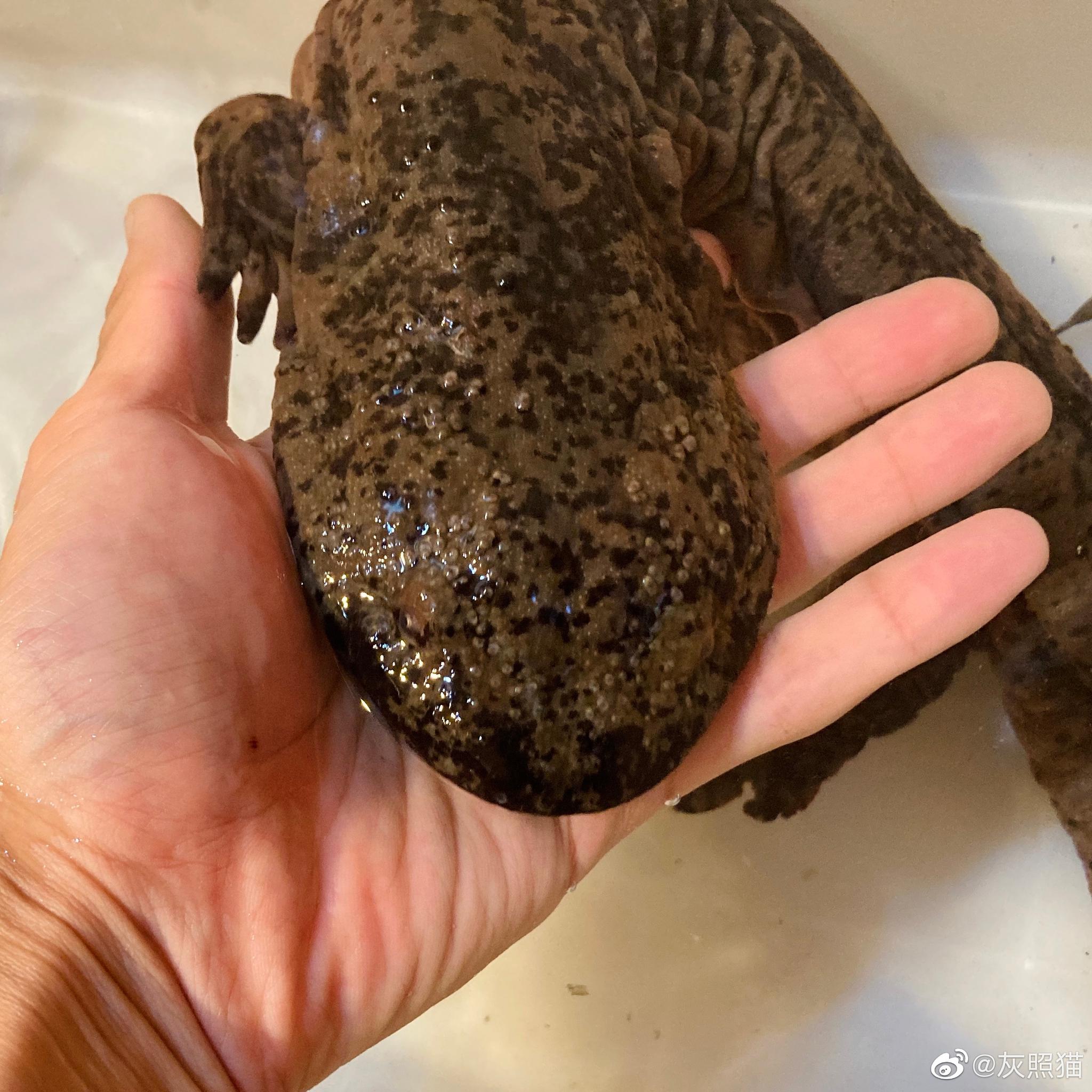 华南大鲵andrias sligoi_高清图集_新浪网