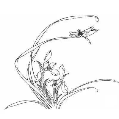 工笔白描兰花素材