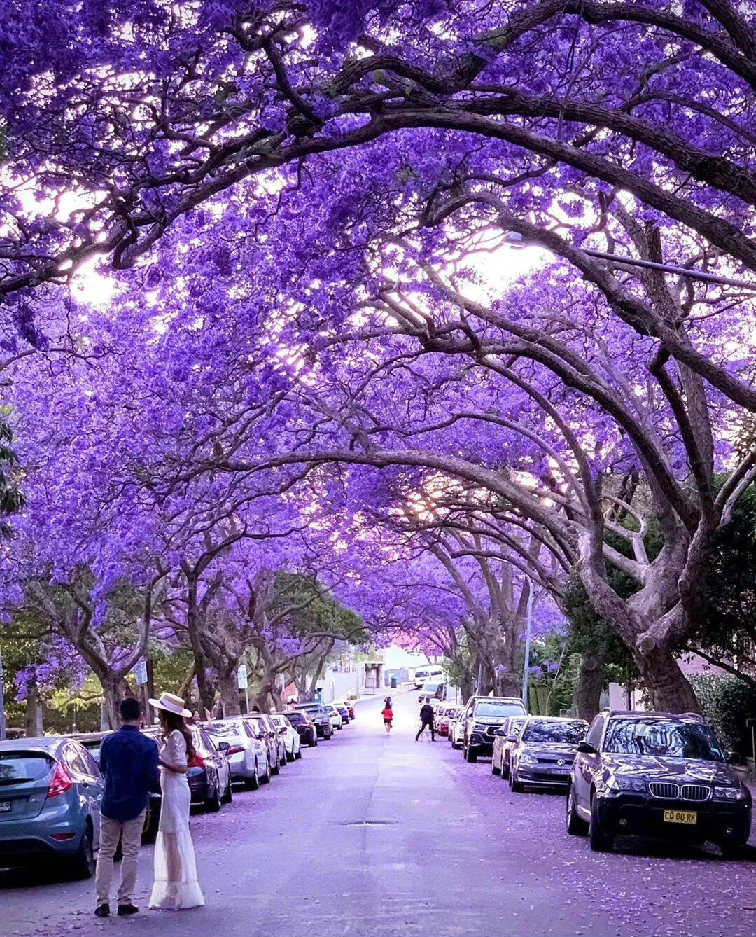 悉尼蓝花楹大道,绝美的童话世界_新浪新闻
