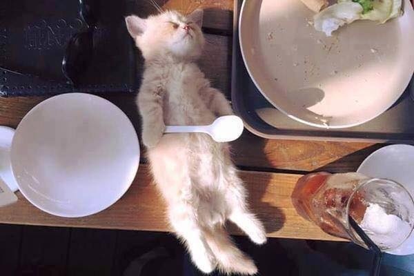 喵星人的格言吃饭睡觉然后