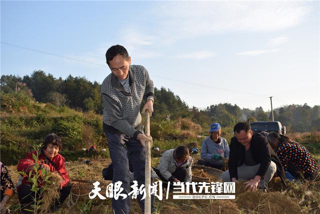 「六中全会精神在基层」岑巩县凯本镇凯府村：党群齐心谋发展 黄精产业变“黄金”休闲区蓝鸢梦想 - Www.slyday.coM
