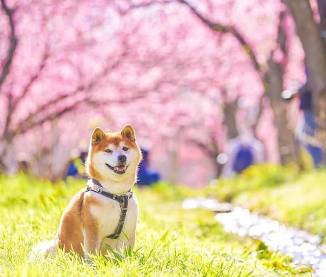 100张柴犬与花的合照治愈的笑容圈粉30000人