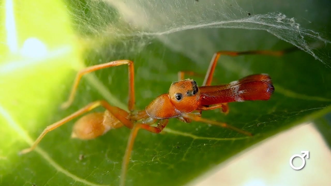 黄蚁蛛myrmaplata plataleoides_高清图集_新浪网
