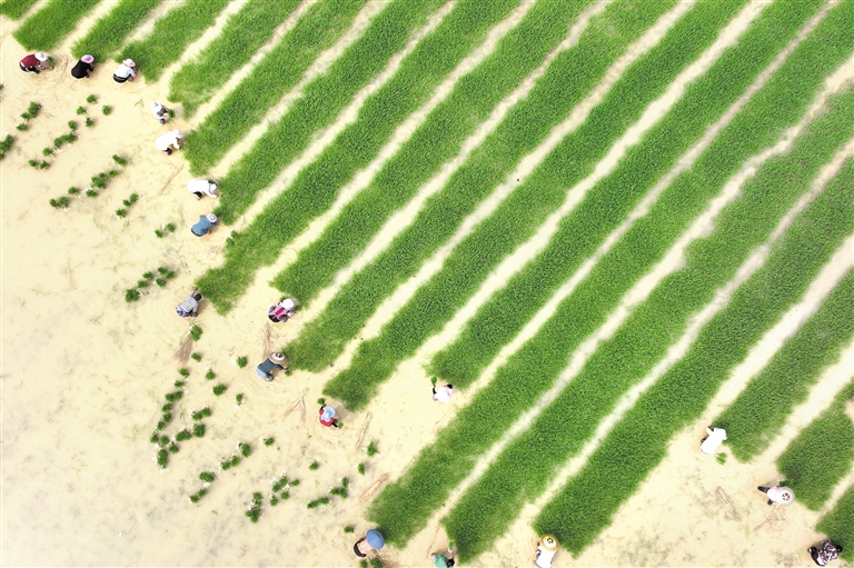 水稻制种 让“饭碗”端得更稳更牢休闲区蓝鸢梦想 - Www.slyday.coM