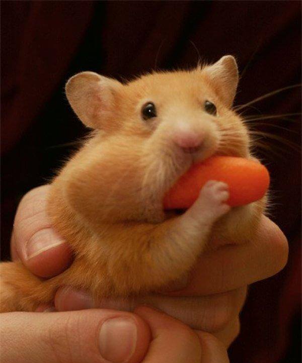 其实仓鼠宝宝也是隐藏的表情帝呢,不过是因为个头小