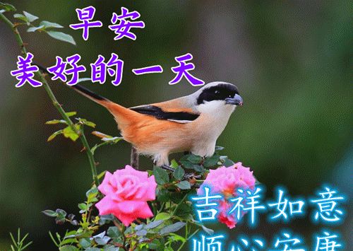 非常漂亮的早安问候语鲜花图片带字早安问候语录温馨