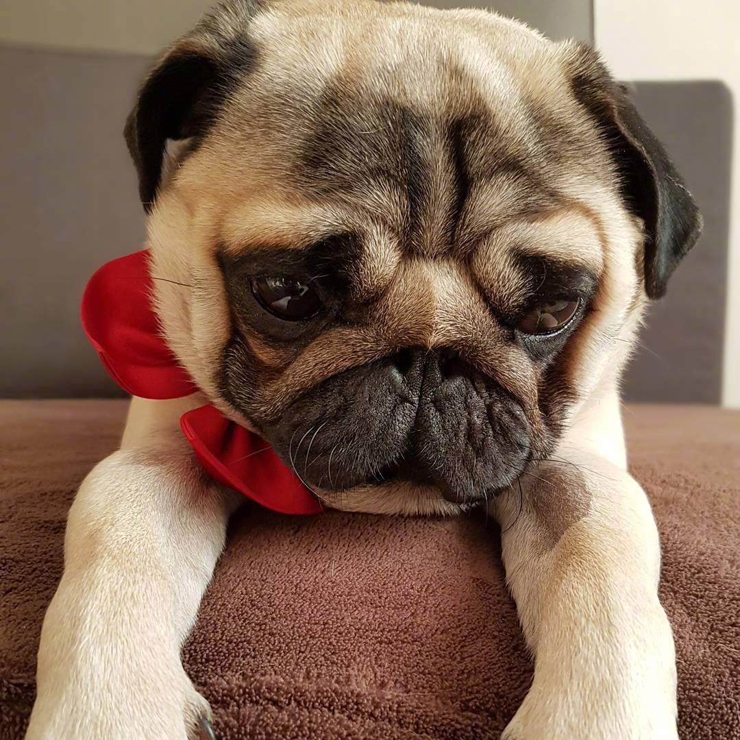 一只看起来总是很难过很丧的狗狗