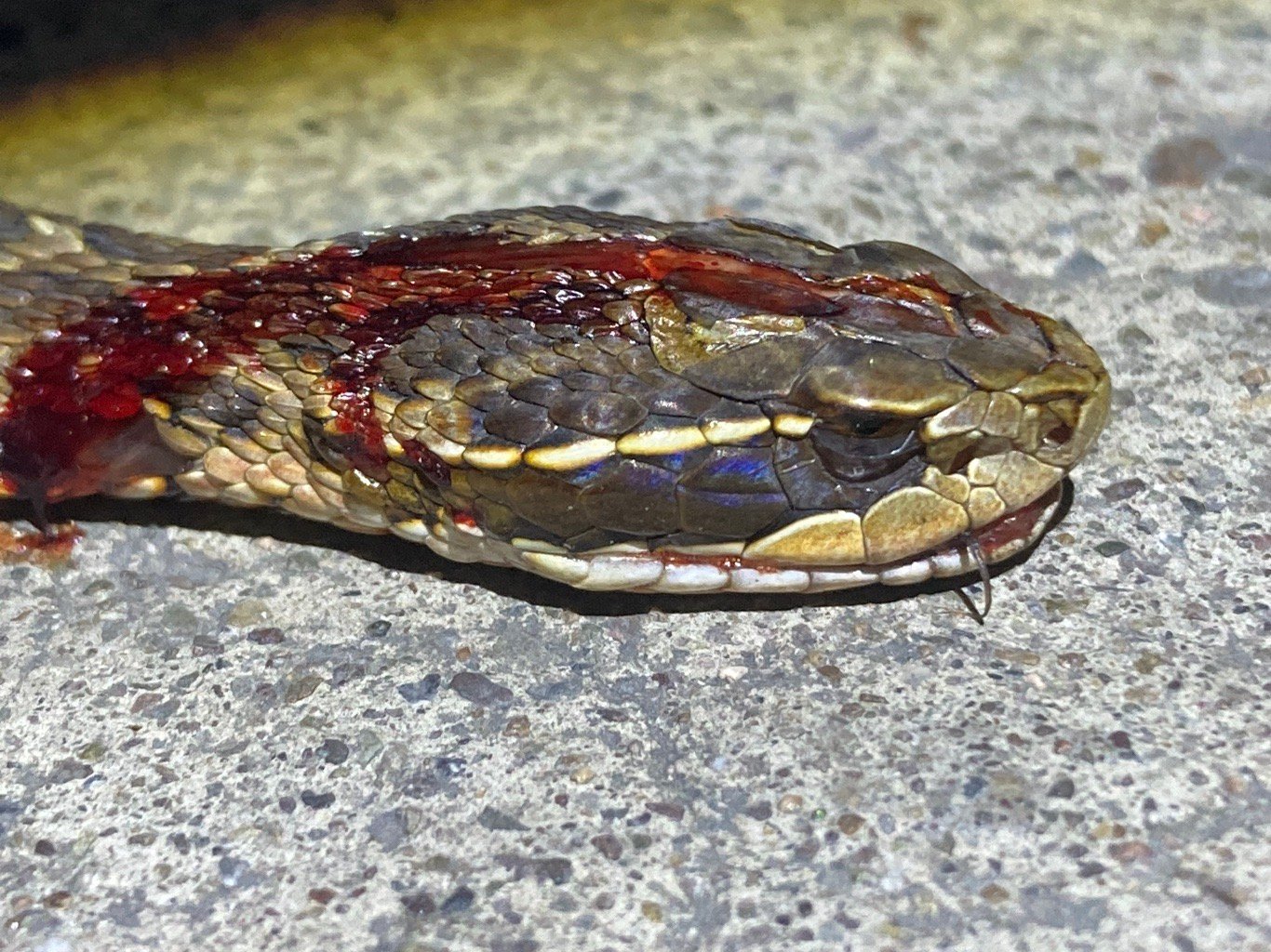 今年遇到的第一条短尾蝮