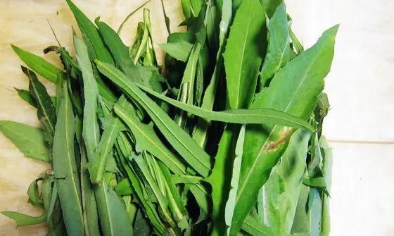 快来 别错过这春天的第一口"鲜"~|蒲公英|槐花|榆钱_新浪新闻