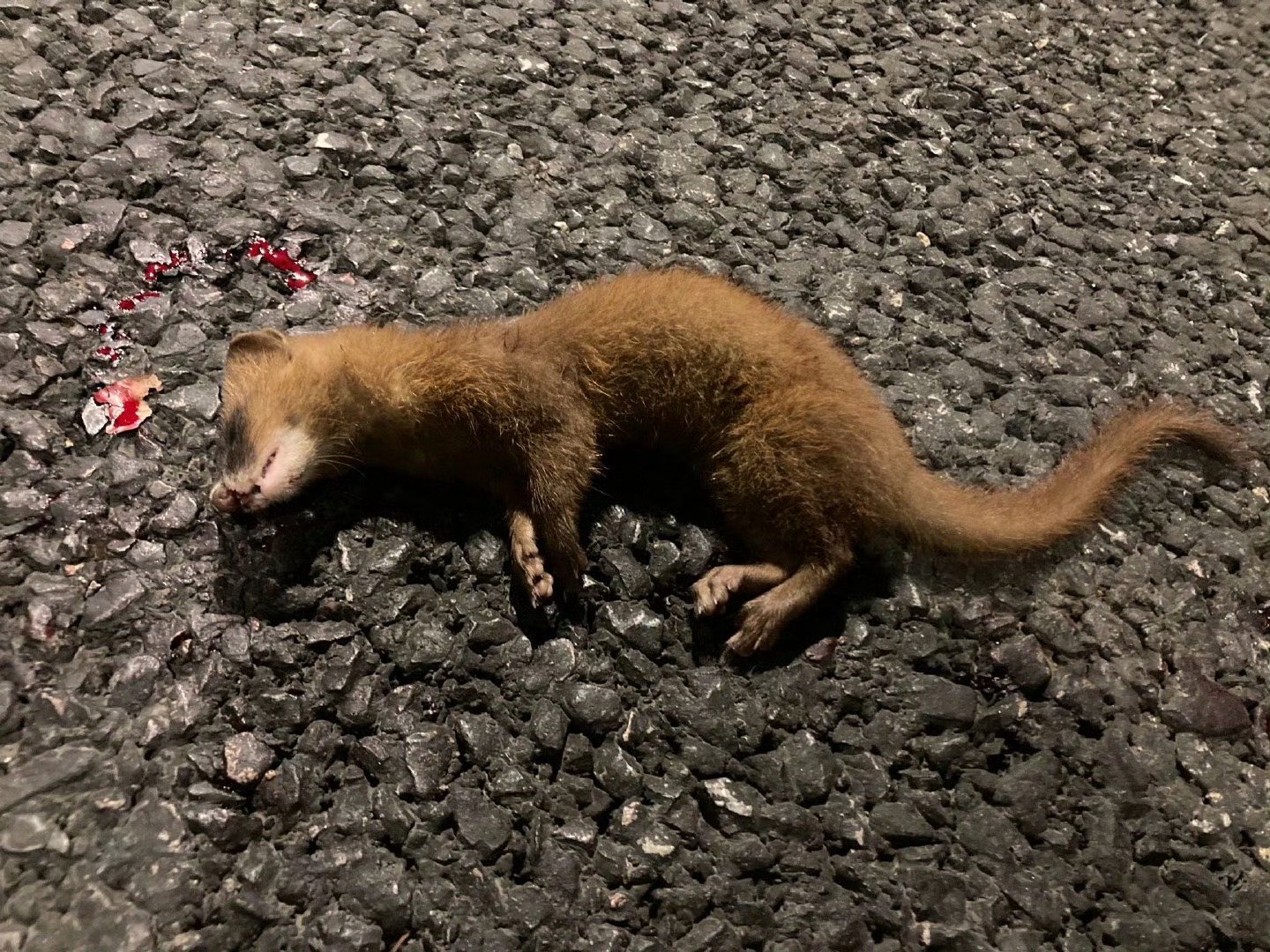 黄鼠狼的实际大小,这只可能是母的,公的略大一些