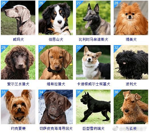 狗狗的品种大全智商排名不懂的看看