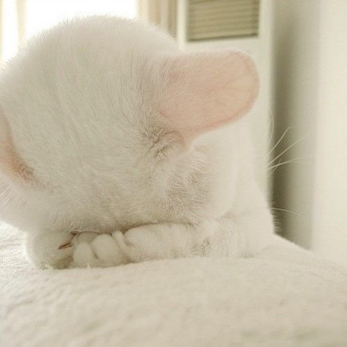 害羞表情包猫咪图片