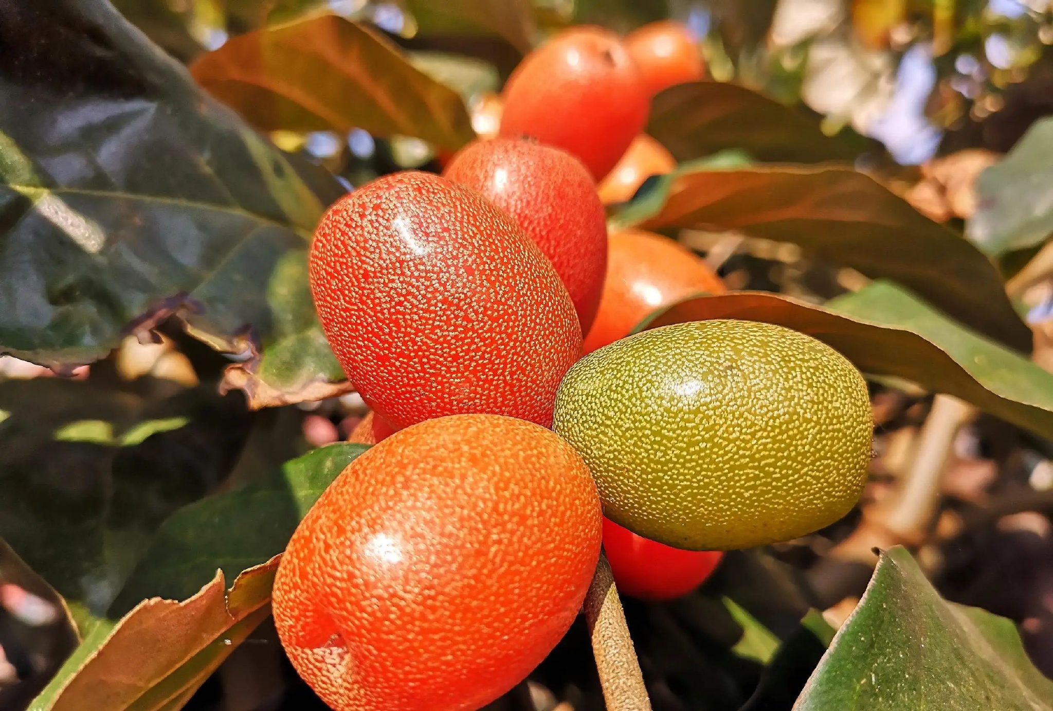 吃货们快来瞧瞧云南的这几种罕见水果你尝过几种呢